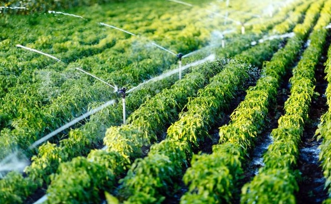 Sprinkler irrigation spraying water across a farm field